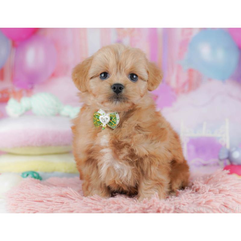 販売中の東京都のミックス犬-432383の1枚目