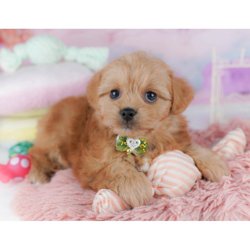 販売中の東京都のミックス犬-432383の11枚目