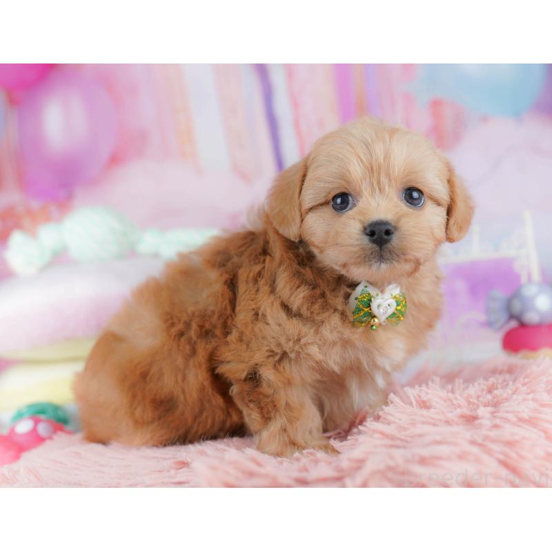 販売中の東京都のミックス犬-432383の10枚目