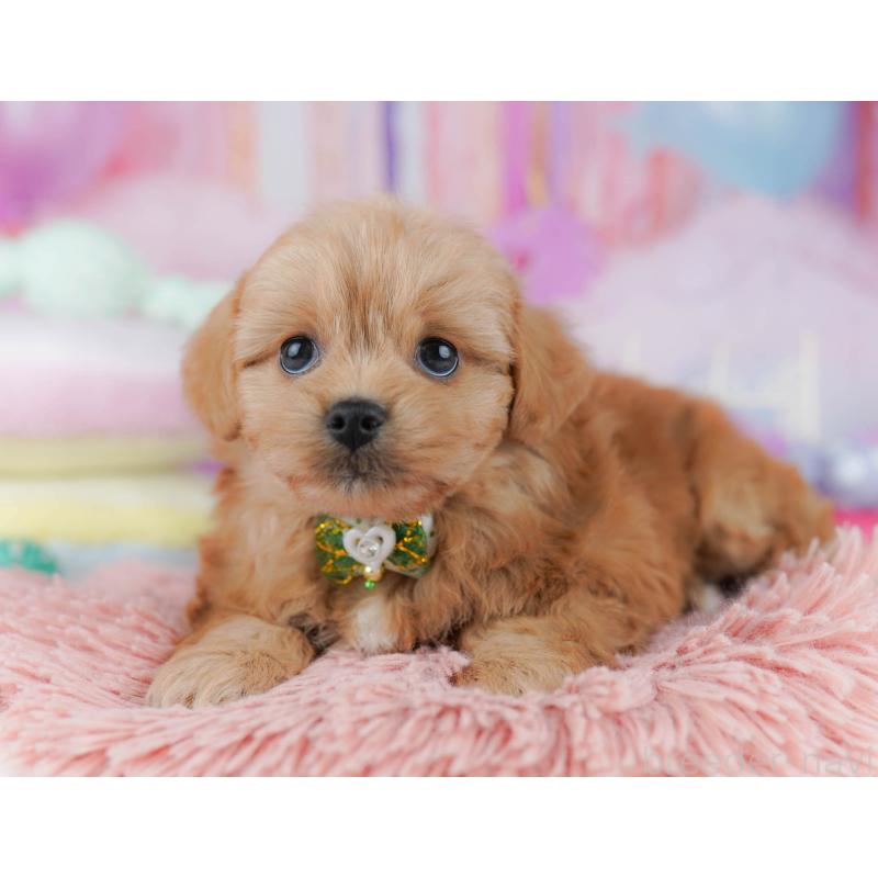 販売中の東京都のミックス犬-432383の9枚目