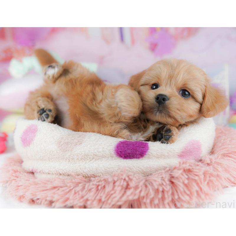 販売中の東京都のミックス犬-432383の8枚目