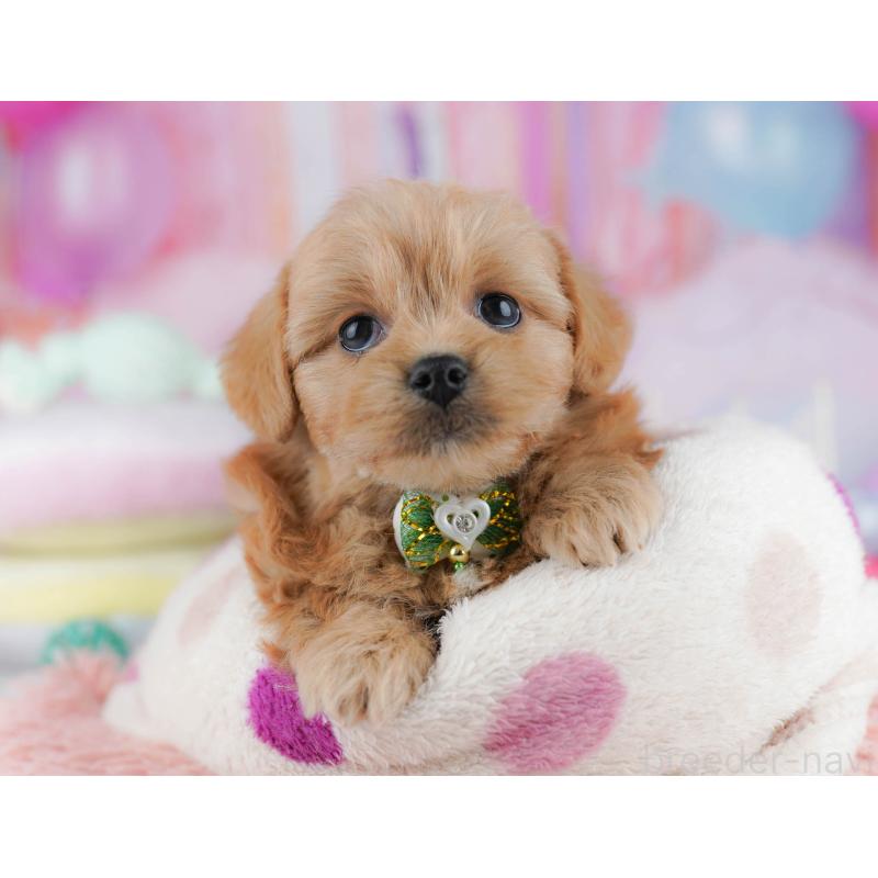 販売中の東京都のミックス犬-432383の7枚目