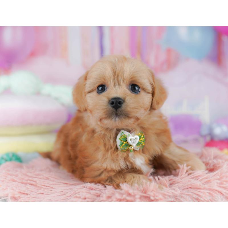 販売中の東京都のミックス犬-432383の6枚目