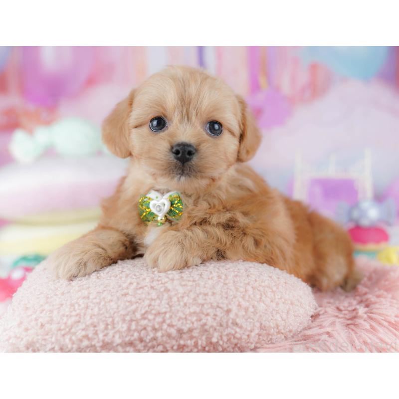 販売中の東京都のミックス犬-432383の5枚目