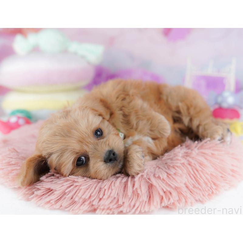 販売中の東京都のミックス犬-432383の4枚目