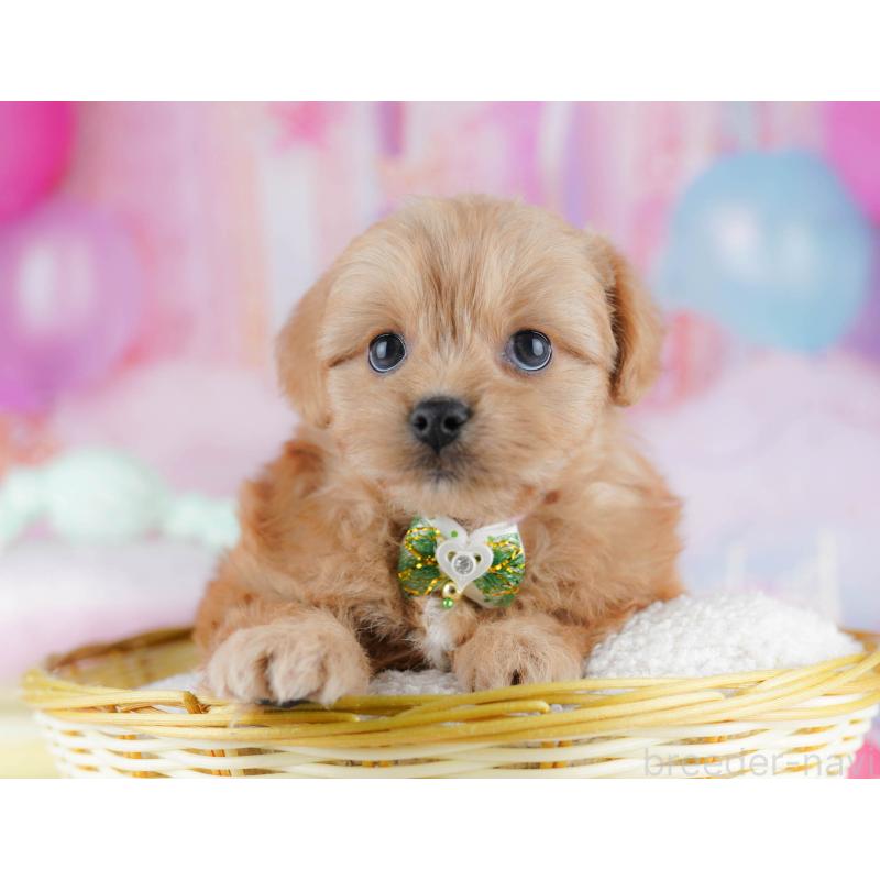 販売中の東京都のミックス犬-432383の3枚目