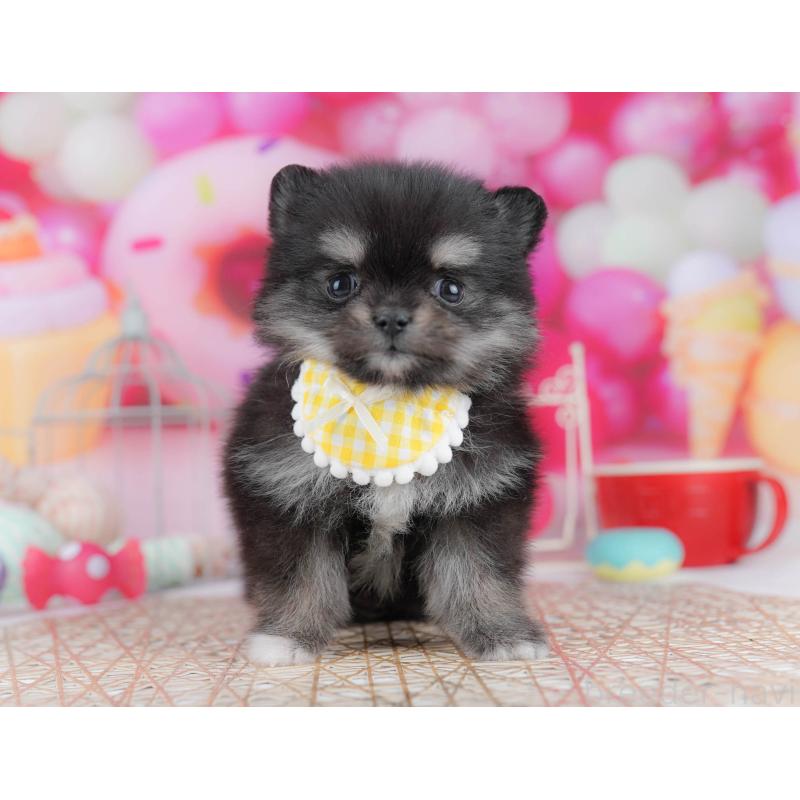 販売中の東京都のポメチワ:ポメラニアン×チワワ-432377