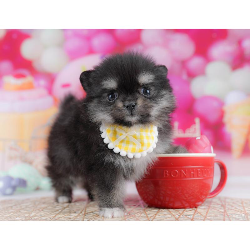 販売中の東京都のポメチワ:ポメラニアン×チワワ-432377の10枚目