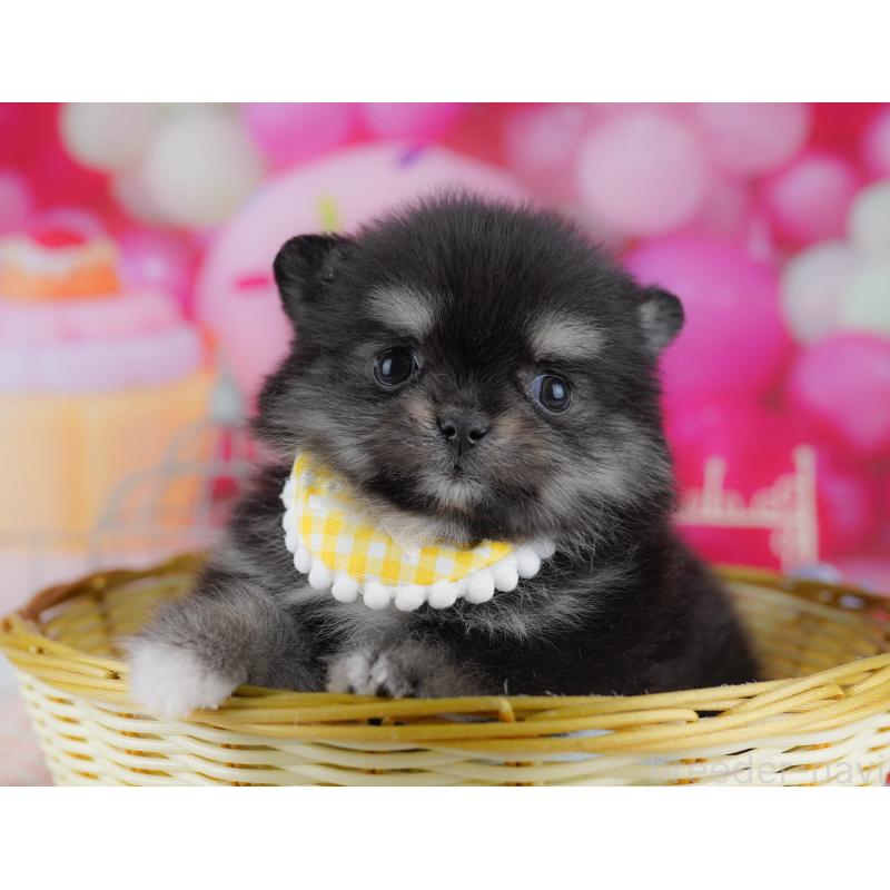 販売中の東京都のポメチワ:ポメラニアン×チワワ-432377の5枚目