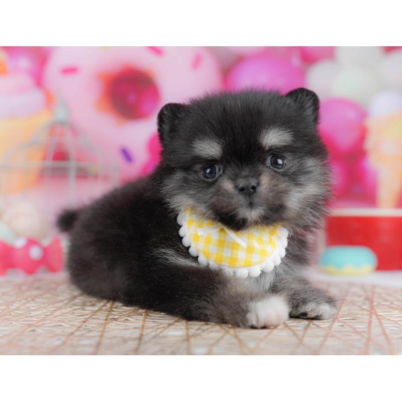 販売中の東京都のポメチワ:ポメラニアン×チワワ-432377の4枚目
