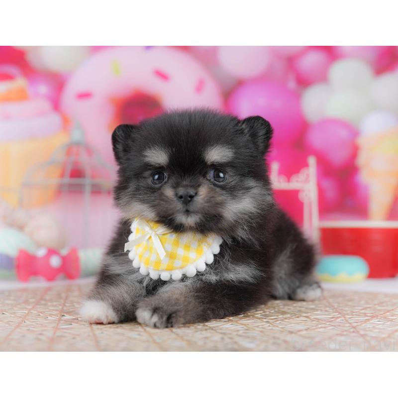 販売中の東京都のポメチワ:ポメラニアン×チワワ-432377の3枚目