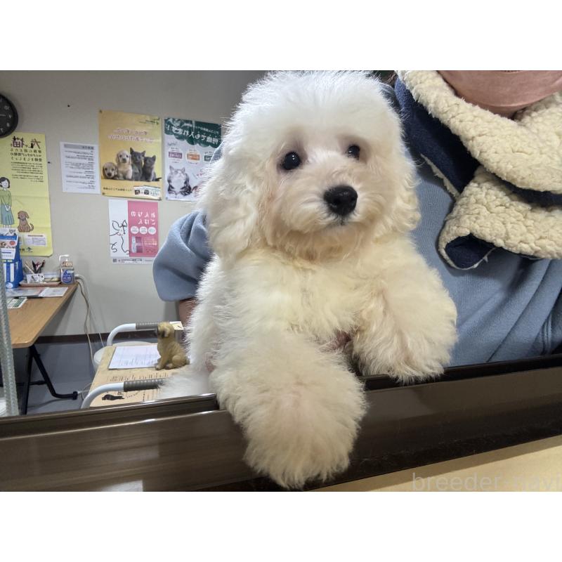 販売中の福井県のビションフリーゼ-431401の2枚目