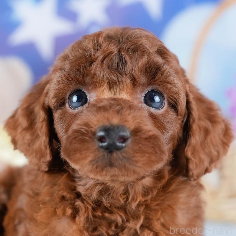 販売中の茨城県のトイプードル-431408の1枚目