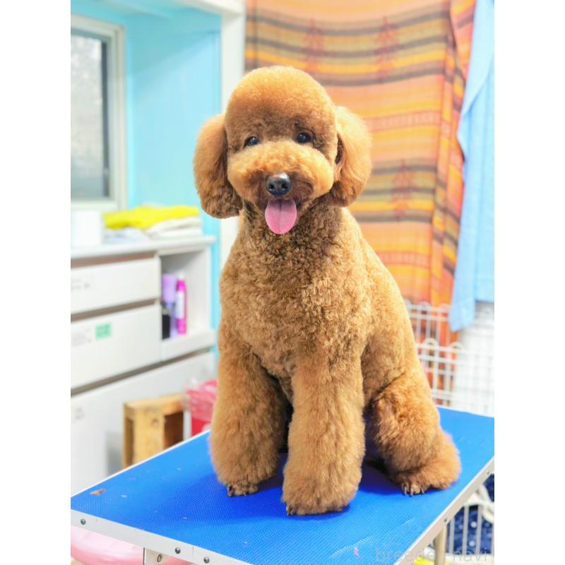 販売中の茨城県のゴールデンドゥードル:ゴールデンレトリーバー×プードル-431411の5枚目