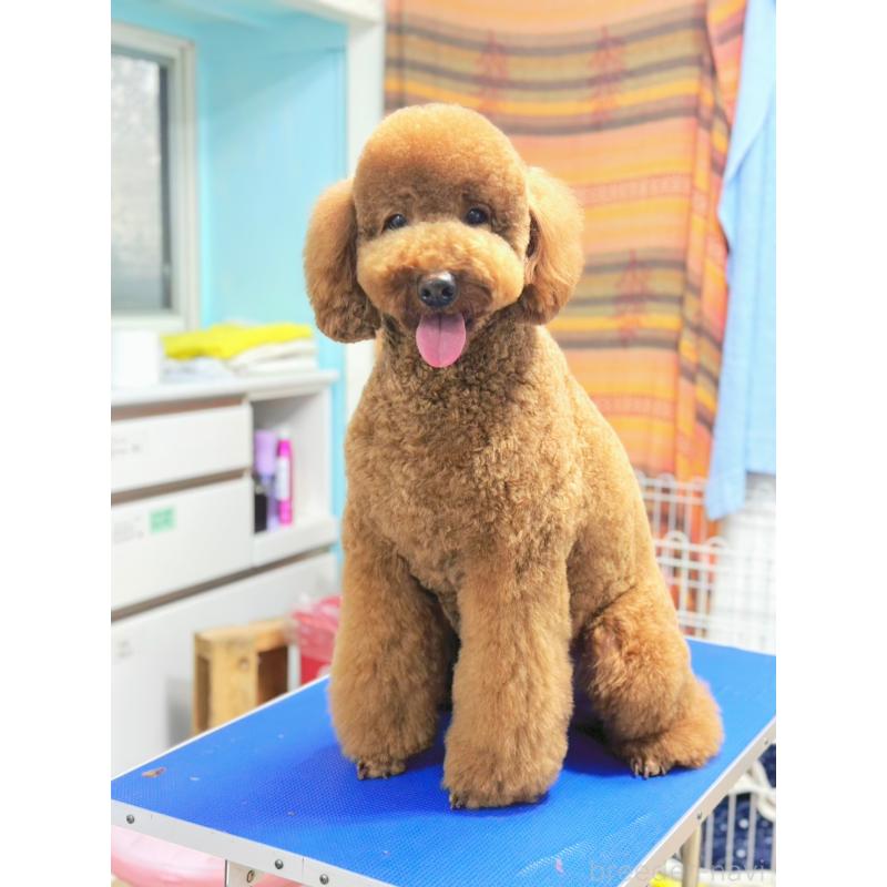 販売中の茨城県のゴールデンドゥードル:ゴールデンレトリーバー×プードル-431411の4枚目