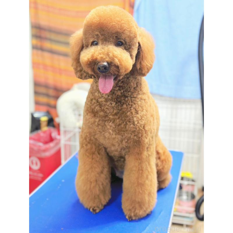 販売中の茨城県のゴールデンドゥードル:ゴールデンレトリーバー×プードル-431411の3枚目