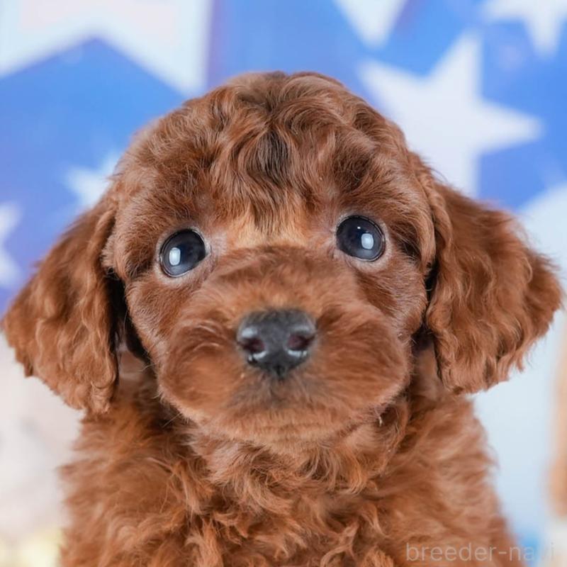 販売中の茨城県のトイプードル-431408の8枚目