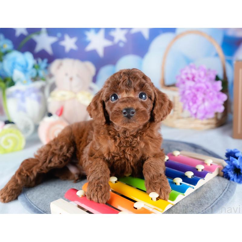 販売中の茨城県のトイプードル-431408の7枚目