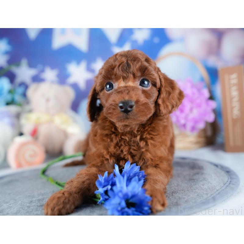 販売中の茨城県のトイプードル-431408の6枚目