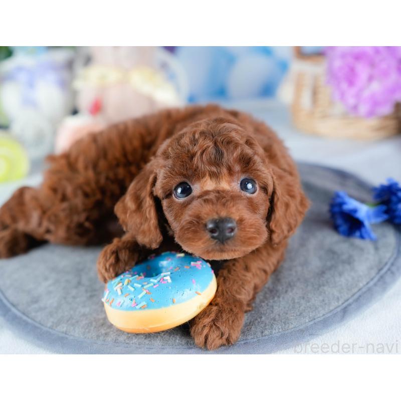 販売中の茨城県のトイプードル-431408の5枚目