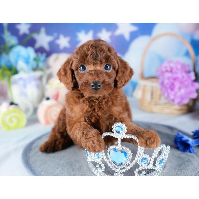 販売中の茨城県のトイプードル-431408の4枚目