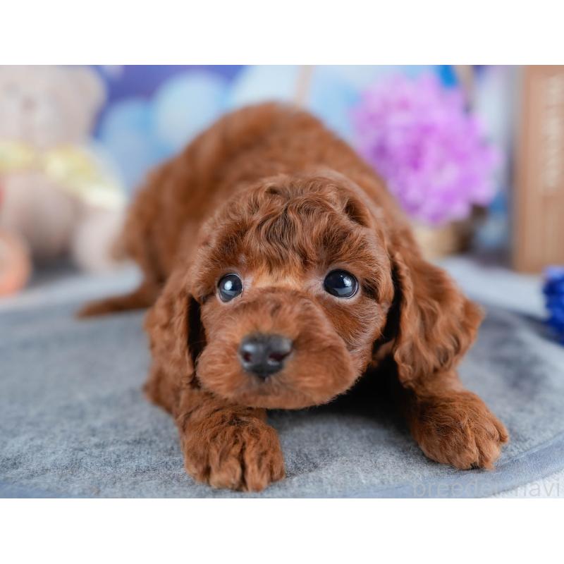 販売中の茨城県のトイプードル-431408の3枚目