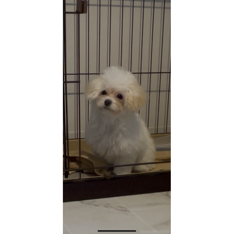 販売中の愛媛県のティーカッププードル-428551