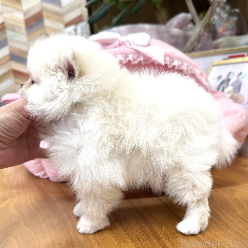 販売中の大阪府のポメラニアン-431403の9枚目