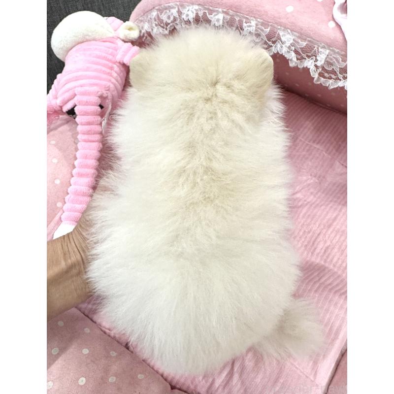 販売中の大阪府のポメラニアン-431403の8枚目