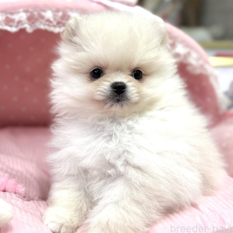 販売中の大阪府のポメラニアン-431403の5枚目