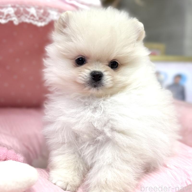 販売中の大阪府のポメラニアン-431403の3枚目