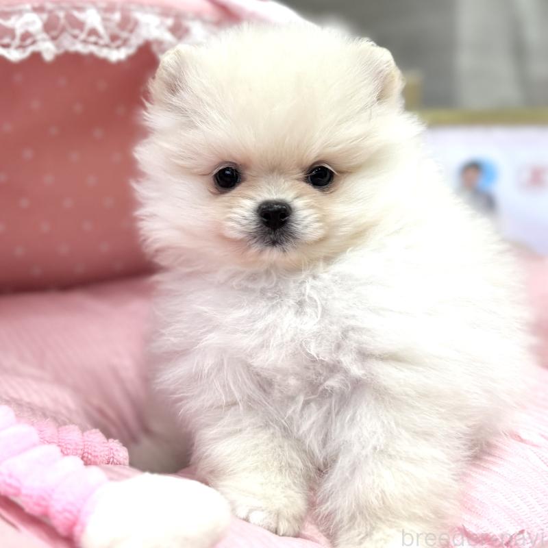 販売中の大阪府のポメラニアン-431403の2枚目