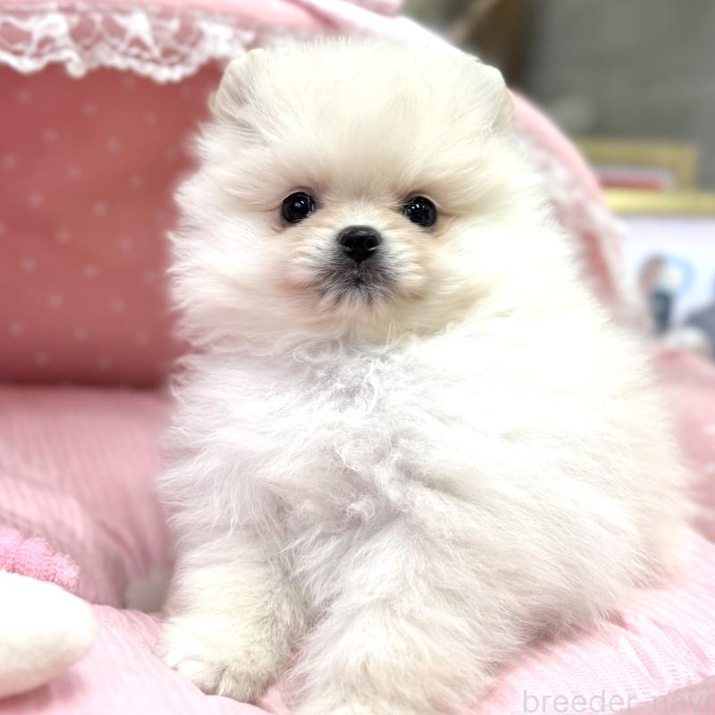 販売中の大阪府のポメラニアン-431403の1枚目