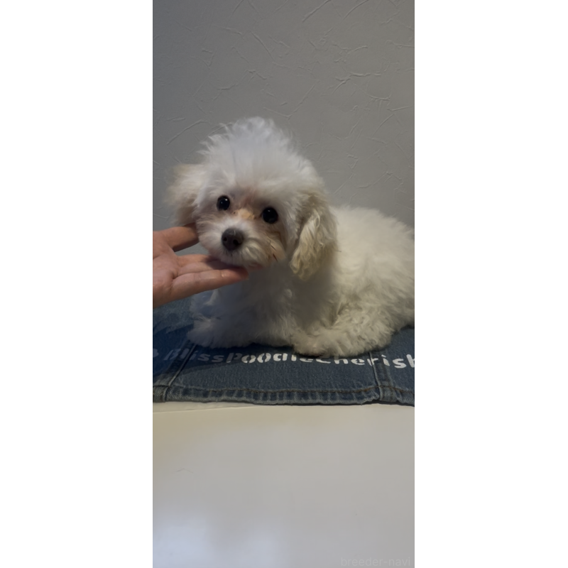 販売中の愛媛県のティーカッププードル-428551の3枚目