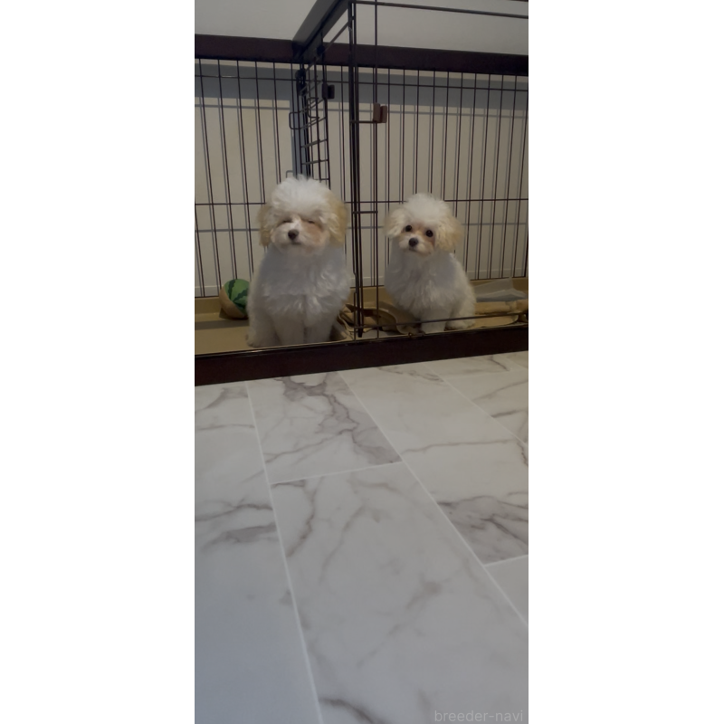 販売中の愛媛県のティーカッププードル-428551の2枚目