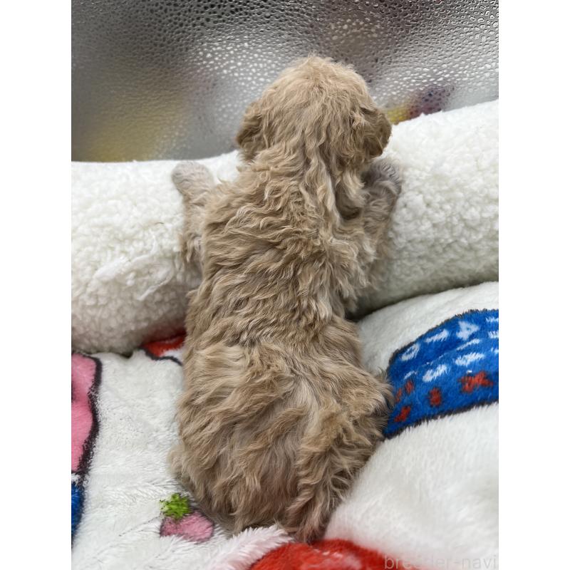 販売中の静岡県のマルプー:マルチーズ×トイプードル-431407の4枚目