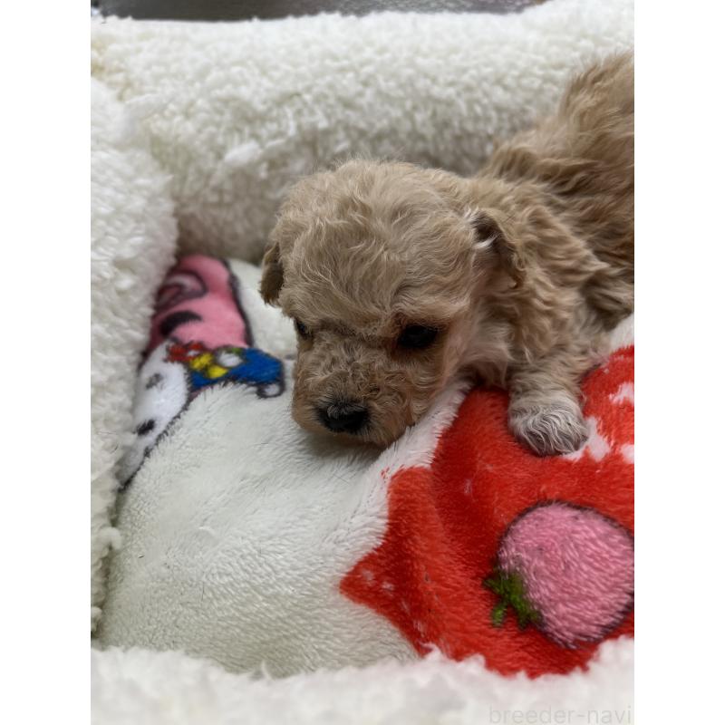 販売中の静岡県のマルプー:マルチーズ×トイプードル-431407の3枚目