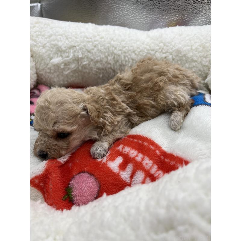 販売中の静岡県のマルプー:マルチーズ×トイプードル-431407の2枚目