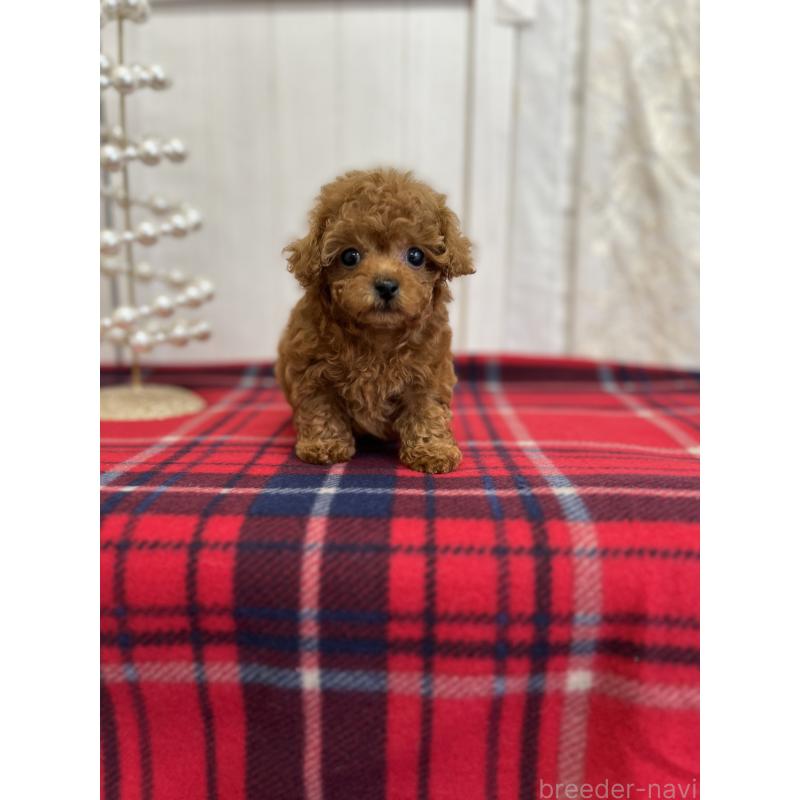 成約済の愛媛県のトイプードル-430017の8枚目