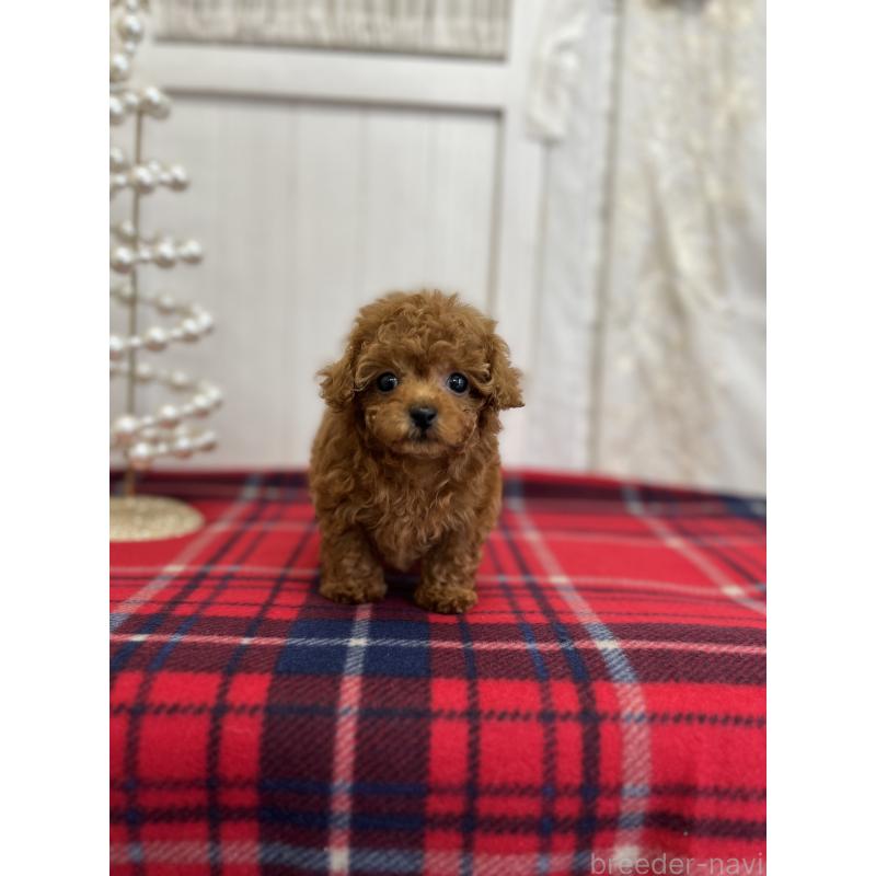 成約済の愛媛県のトイプードル-430017の7枚目