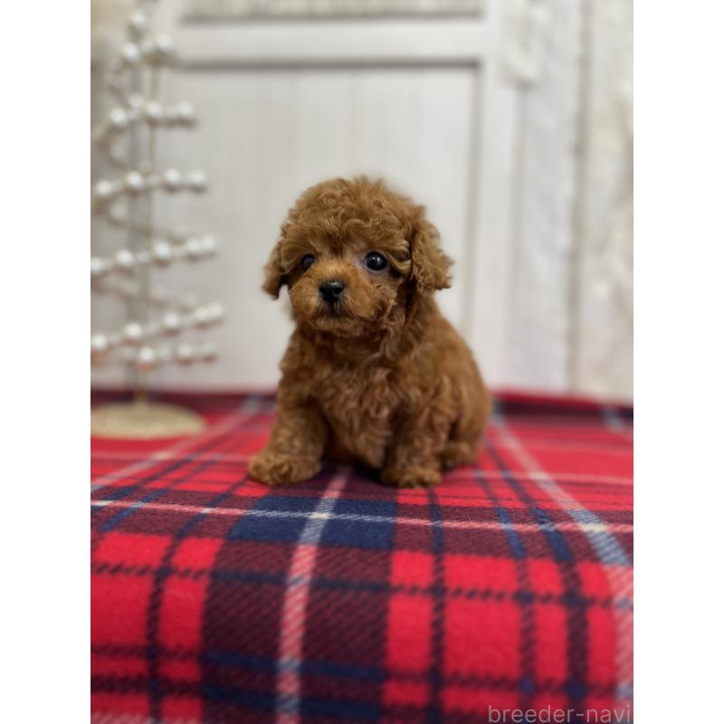 成約済の愛媛県のトイプードル-430017の5枚目