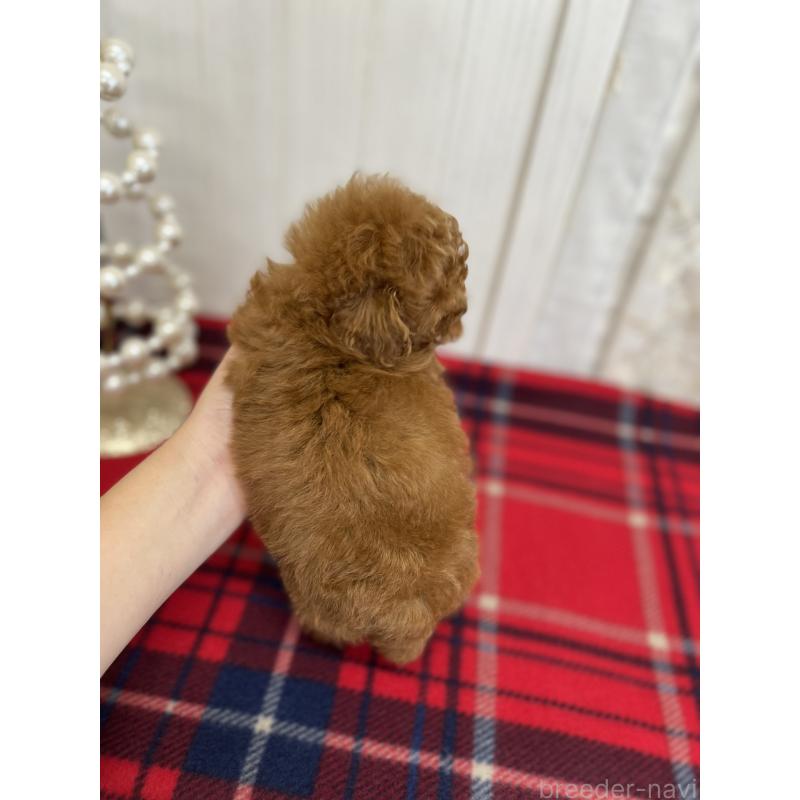 成約済の愛媛県のトイプードル-430017の3枚目