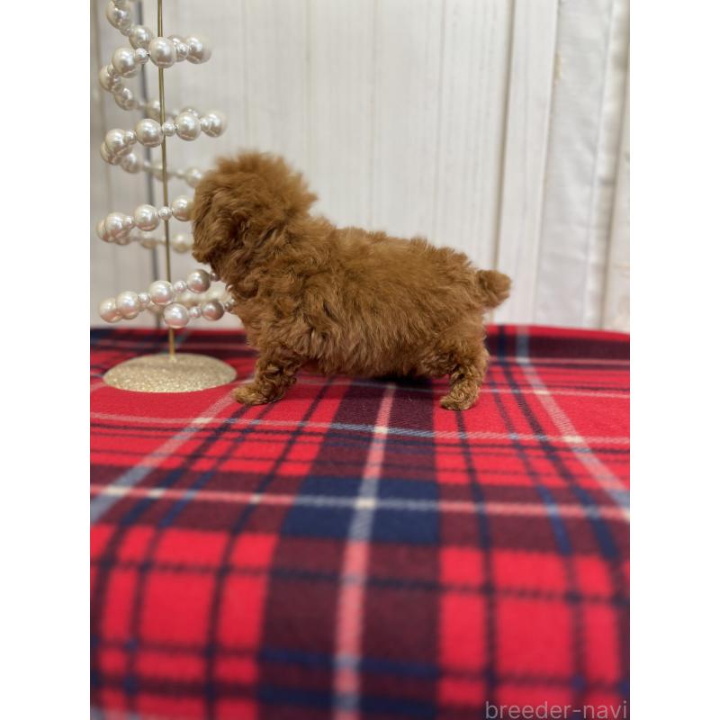 成約済の愛媛県のトイプードル-430017の2枚目