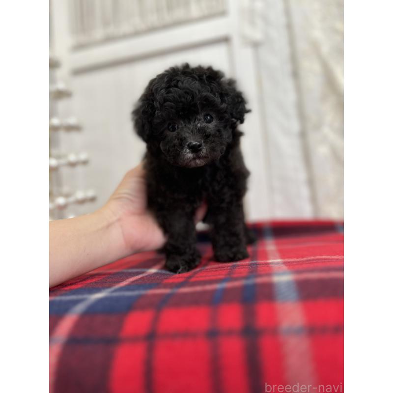 販売中の愛媛県のトイプードル-431412の10枚目