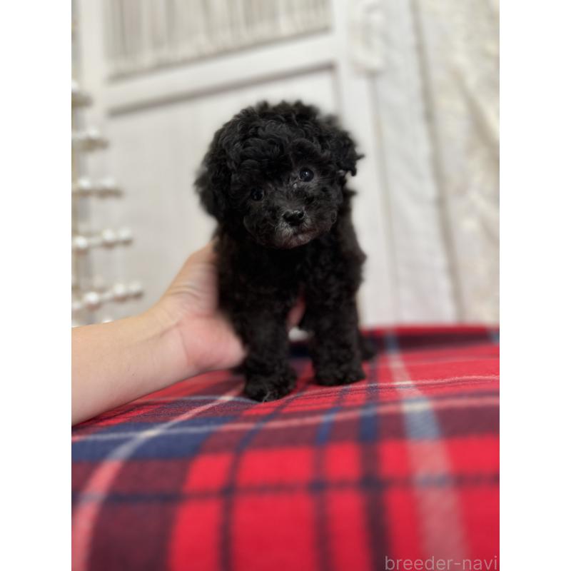 販売中の愛媛県のトイプードル-431412の9枚目