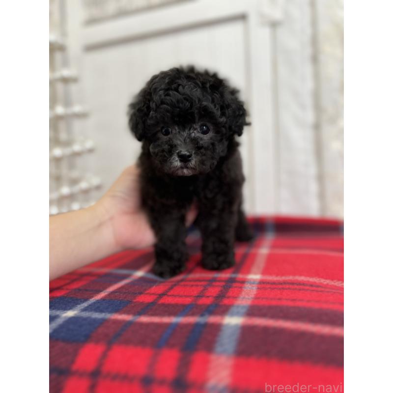 販売中の愛媛県のトイプードル-431412の8枚目