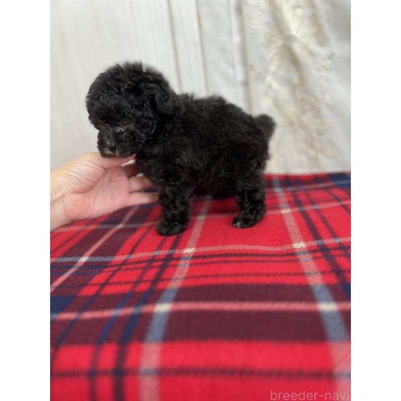 販売中の愛媛県のトイプードル-431412の7枚目