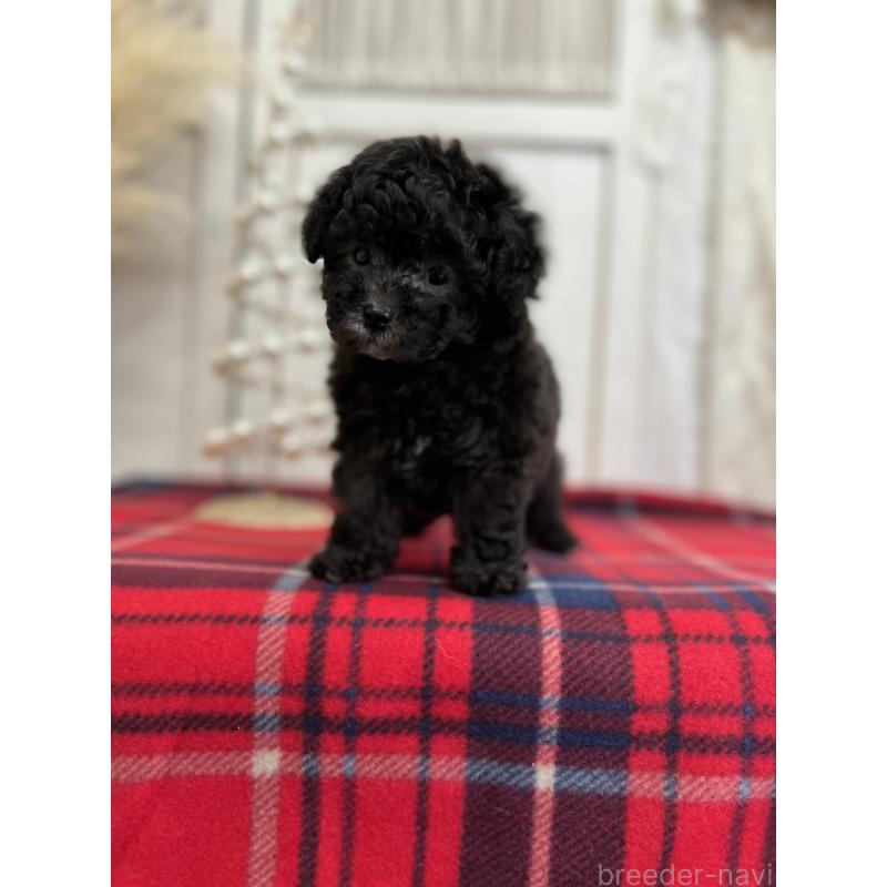 販売中の愛媛県のトイプードル-431412の6枚目