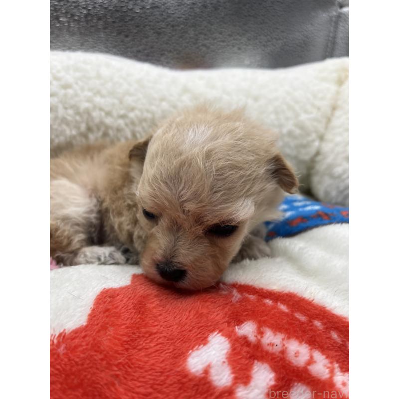 販売中の静岡県のマルプー:マルチーズ×トイプードル-431410の4枚目