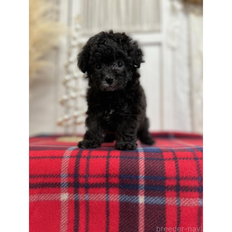 販売中の愛媛県のトイプードル-431412の5枚目